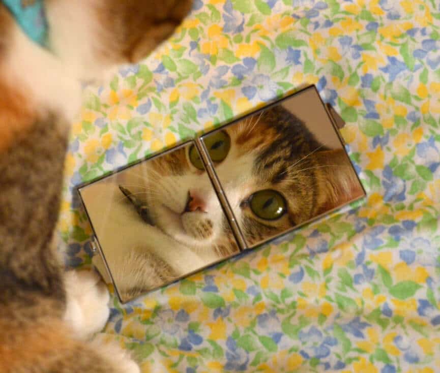 Portrait de Chouchou